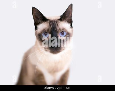 Eine reinrassige Siamkatze mit blauen Augen, die auf die Kamera schaut Stockfoto