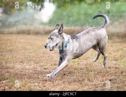 Ein Terrier x Australian Cattle Dog Mischlingshund, der im Freien läuft Stockfoto