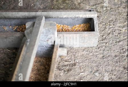 Altes Hühnerfutter aus Holz mit Getreide. Maispüree. Natürliches Licht Stockfoto