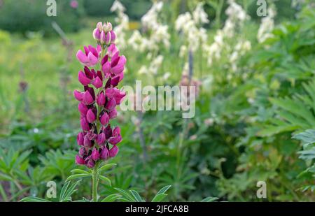 Lila Lupine Blüten. Lupinenfeld mit rosa Blüten. Sommer Wildblumen Lupine auf der Wiese. Stockfoto