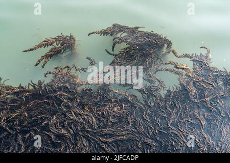 Alga Marina, Venedig Stockfoto