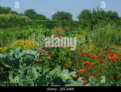 Küchengarten. Es gibt viele Blumen und Kohl. Stockfoto