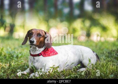 Schöner Dackel im Freien. Porträt eines Dackel in einem grünen Grasfeld. Selektiver Fokus, Kopierbereich Stockfoto