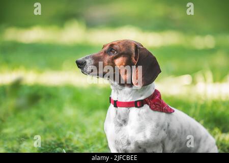 Seitenprofil des schönen jungen Dackel, der auf dem Gras im Park sitzt. Selektiver Fokus, Kopierbereich Stockfoto