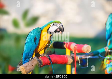 Schöner blau-gelber Ara sitzt auf einem Ast im Garten und isst Nüsse. Der Ara sitzt auf einem Ast mit grünem Laub im Hintergrund Stockfoto