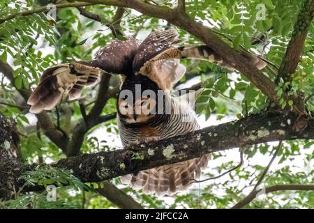 Die gefleckte Waldeule (Strix seloputo) thronte auf dem Baum Stockfoto