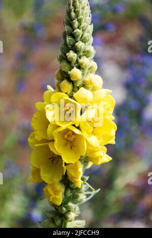 Verbascum dicht blühende Heilblüten, eine hohe, gelb blühende Pflanze. Stockfoto