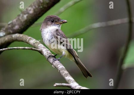 Eastern phoebe (Sayornis phoebe) mit Käfer im Bill - Brevard, North Carolina, USA Stockfoto