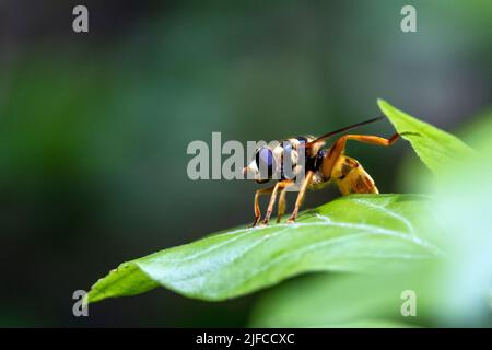 Virginia Flower Fly (Milesia virginiensis) - Bracken Preserve, Brevard, North Carolina, USA Stockfoto