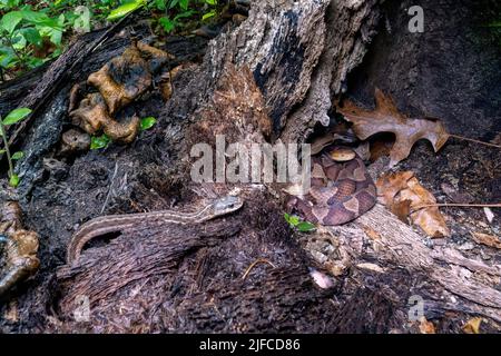 Östlicher Kupferkopf (Agkistrodon contortrix), der sich in einem Baumstumpf zusammenwickelt, während sich eine ahnungslose östliche Strumpfschlange (Thamnophis sirtalis sirtalis) nähert Stockfoto