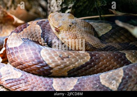 Nahaufnahme des gewickelten östlichen Kupferkopfes (Agkistrodon contortrix) - Bracken Preserve, Brevard, North Carolina, USA Stockfoto