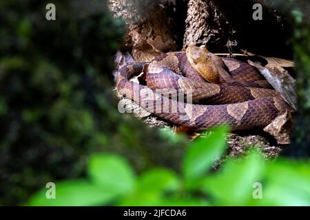 Östlicher Kupferkopf (Agkistrodon contortrix) in Baumhöhle gewickelt - Bracken Preserve, Brevard, North Carolina, USA Stockfoto