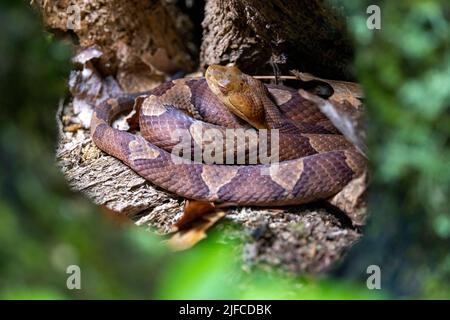 Östlicher Kupferkopf (Agkistrodon contortrix) in Baumhöhle gewickelt - Bracken Preserve, Brevard, North Carolina, USA Stockfoto