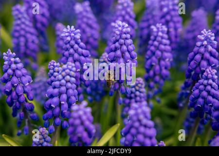 Biene auf der Hyazinthe im Fokus. Frühlingsblüte Hintergrundbild. Umwelt oder Ökosystem oder Ökologie oder Frühling Hintergrund Foto. Stockfoto
