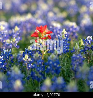 Einone Indian Paintbrush. Eine einsame rote Blüte, umgeben von blaubonnets, in einem texanischen Feld. Stockfoto