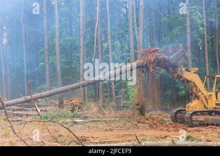 In Vorbereitung auf den Bau neuer Häuser entwurzelt ein Traktor Bäume und entwaldet. Stockfoto