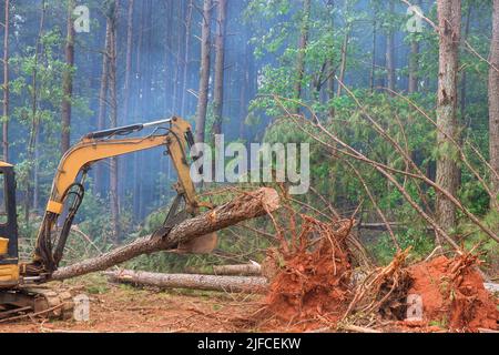 In Vorbereitung auf den Bau neuer Häuser entwurzelt der Traktor Bäume und entwaldet. Stockfoto