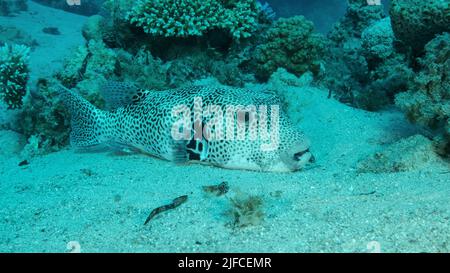 Nahaufnahme des Schwarzfleckigen Puffers (Arothron stellatus), der sich auf einem sandigen Grund in der Nähe eines Korallenriffs befindet. Rotes Meer, Ägypten Stockfoto