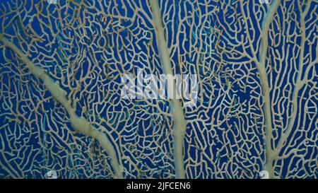 Details der weichen Koralle Giant Gorgonian oder Sea Fan (Subergorgia mollis). Nahaufnahme von Korallen. Rotes Meer, Ägypten Stockfoto