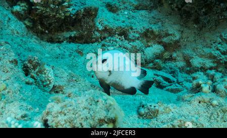 Damsel Damsel bewacht die Eier auf dem Stein. Brutzeit. Domino Damsel (Dascyllus trimaculatus). Paarungszeit der Damselfische. Rotes Meer, Ägypten Stockfoto