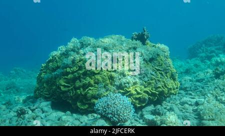 Einst ist das wunderschöne Korallenriff durch Eutrophierung mit Algen überwuchert (Zunahme der organischen Substanz im Meerwasser) Braunalge Pfauenschwanz ( Stockfoto