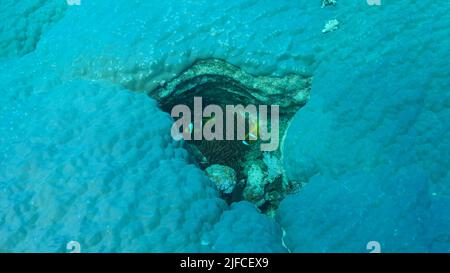 Clownfische schwimmen auf Anemone im Riss einer harten Koralle (Porites lutea). Anemonefisch im Roten Meer oder Dreibänderanemonefisch (Amphiprion bicinctus). Rsd Stockfoto