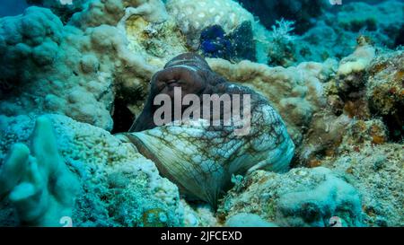 Portrait des großen roten Octopus sitzt auf dem Korallenriff. Common Reef Octopus (Octopus Cyanea), Nahaufnahme. Rotes Meer, Ägypten Stockfoto