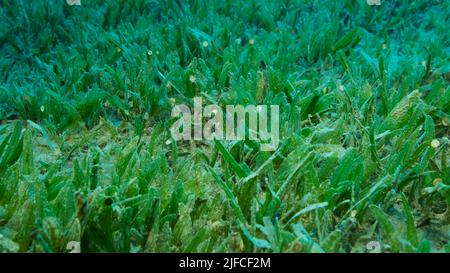 Nahaufnahme des Halophila-Seegrass. Die Kamera bewegt sich über dem mit grünem Seegras bedeckten Meeresboden nach vorne. Unterwasserlandschaft. Rotes Meer, Ägypten Stockfoto