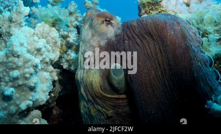 Portrait des großen roten Octopus sitzt auf dem Korallenriff. Common Reef Octopus (Octopus Cyanea), Nahaufnahme. Rotes Meer, Ägypten Stockfoto