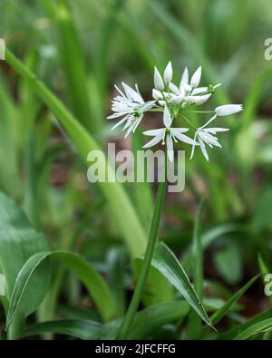 Springtime Pflanze Wilder Knoblauch auch als Ransons im Wald gefunden Stockfoto