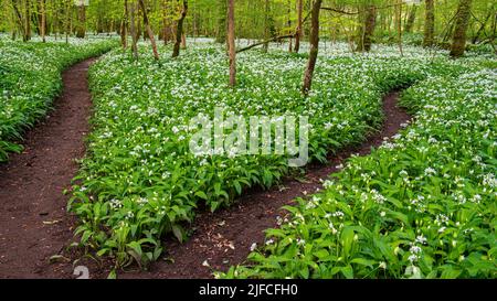 Eine Kreuzung im Wanderweg in den Knoblauchwäldern in der Nähe von Lennox Castle in Lennoxtown, Schottland Stockfoto