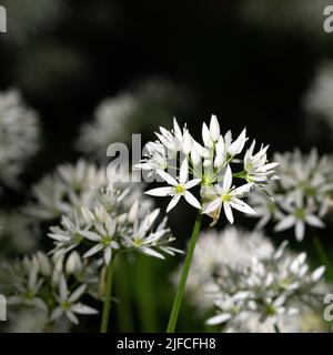 Springtime Pflanze Wilder Knoblauch auch als Ransons im Wald gefunden Stockfoto