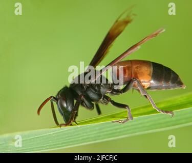 Eine Makroaufnahme einer gebänderten Hornisse (Vespa tropica) auf dem Gras Stockfoto