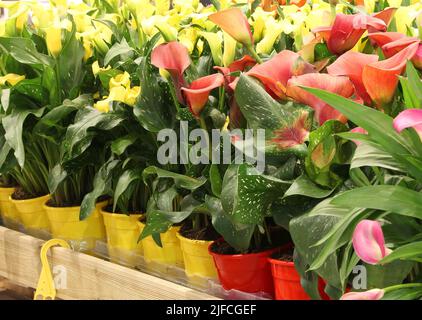 Viele Töpfe von Calla Lilly flowes zum Verkauf im Gewächshaus Stockfoto