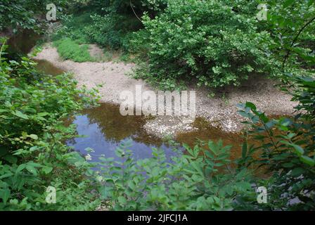 Ein flacher Bach, der durch Büsche und Bäume im Wald fließt Stockfoto