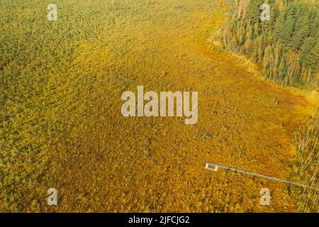 Weißrussland, Biosphärenreservat Beresinsky. Luftaufnahme aus der Vogelperspektive Blick auf den Holzweg vom Sumpfgebiet zum Wald am sonnigen Herbsttag. Panorama Stockfoto