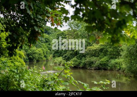 Allgemeiner Blick auf den Fluss Avon in Richtung Bath, der an einem sonnigen Sommertag durch den Conham River Park im Osten von Bristol führt. Stockfoto