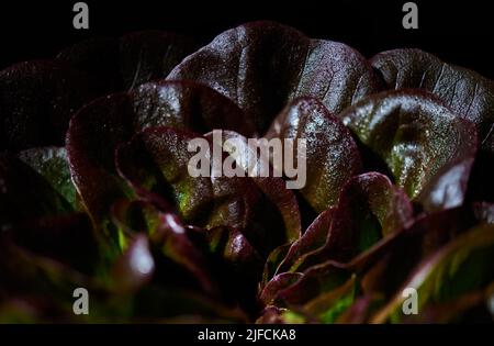 Roter butterroter Salat, Lactuca sativa, in Wassertropfen auf schwarzem Hintergrund. Hintergrund Butterkopfsalat. Nahaufnahme. Stockfoto