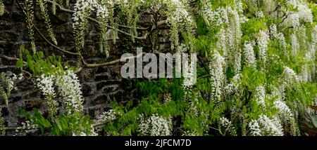 Detaillierte Nahaufnahme einer Wisteria floribunda 'Alba' Stockfoto