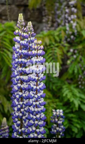 Detaillierte Nahaufnahme von Lupinus 'der Gouverneur' (Serie der Edelbande) Stockfoto