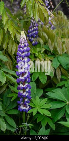 Detaillierte Nahaufnahme von Lupinus 'der Gouverneur' (Serie der Edelbande) Stockfoto