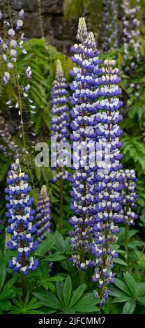 Detaillierte Nahaufnahme von Lupinus 'der Gouverneur' (Serie der Edelbande) Stockfoto