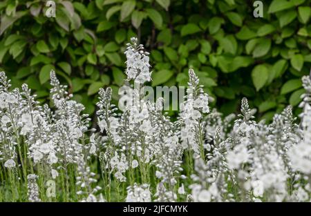 Detaillierte Nahaufnahme von Veronica Gentianoides 'Tissington White' Stockfoto