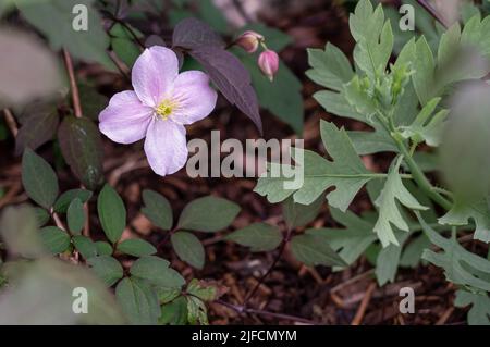 Detaillierte Nahaufnahme von Lupinus 'die Chatelaine' (Serie „Band of Noble“) Stockfoto