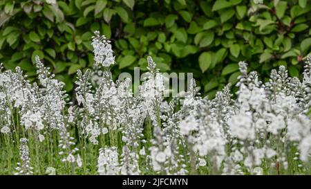 Detaillierte Nahaufnahme von Veronica Gentianoides 'Tissington White' Stockfoto