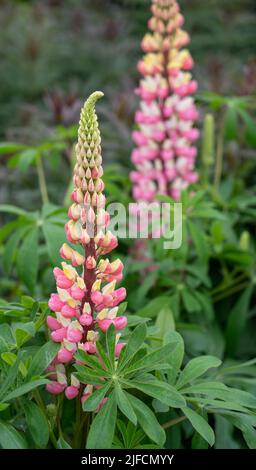 Detaillierte Nahaufnahme von Lupinus 'die Chatelaine' (Serie „Band of Noble“) Stockfoto