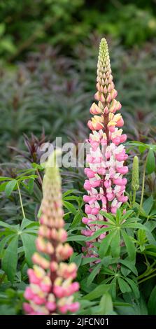 Detaillierte Nahaufnahme von Lupinus 'die Chatelaine' (Serie „Band of Noble“) Stockfoto