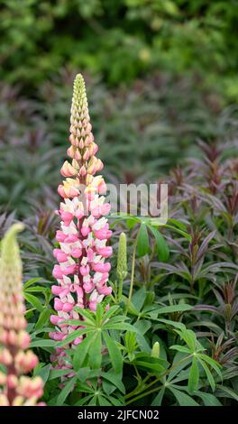 Detaillierte Nahaufnahme von Lupinus 'die Chatelaine' (Serie „Band of Noble“) Stockfoto