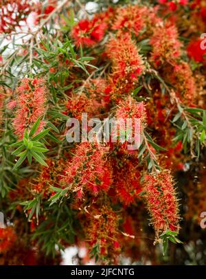 Detaillierte Nahaufnahme eines Callistemon viminalis 'Captain Cook' Stockfoto