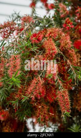 Detaillierte Nahaufnahme eines Callistemon viminalis 'Captain Cook' Stockfoto